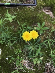 Asteraceae