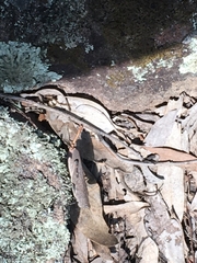 Cirphula pyrrhocnemis