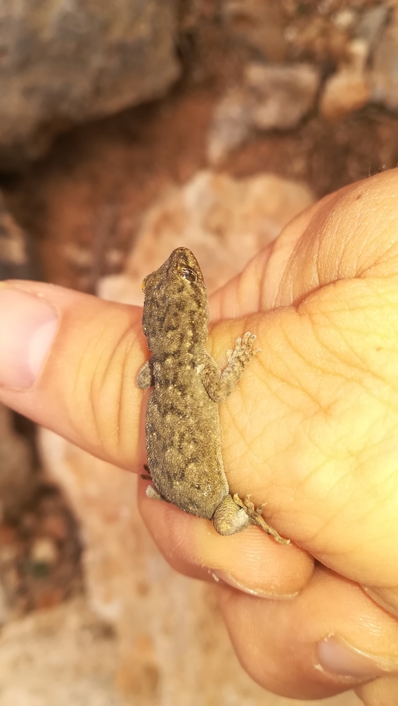 Dodecanese Thin-toed Gecko