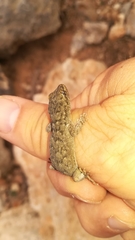 Mediodactylus oertzeni