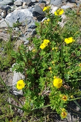 Dasiphora parvifolia