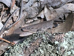 Cirphula pyrrhocnemis