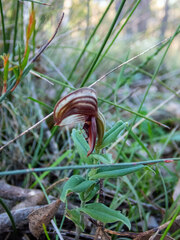 Pterostylis sanguinea