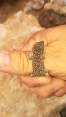 Mediodactylus oertzeni