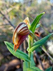 Pterostylis sanguinea