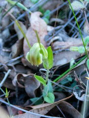 Pterostylis parva
