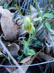 Pterostylis parva