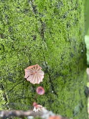 Marasmius fulvoferrugineus