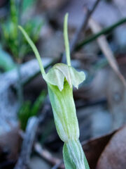 Pterostylis parva