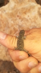 Mediodactylus oertzeni