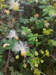 Calliandra humilis