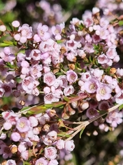 Thryptomene saxicola