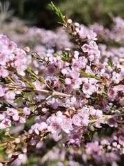 Thryptomene saxicola