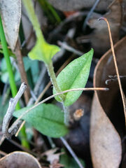 Pterostylis parva