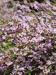 Thryptomene saxicola