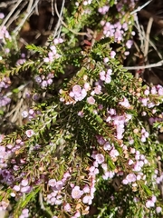 Thryptomene saxicola