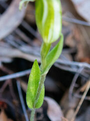 Pterostylis parva