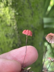 Marasmius fulvoferrugineus