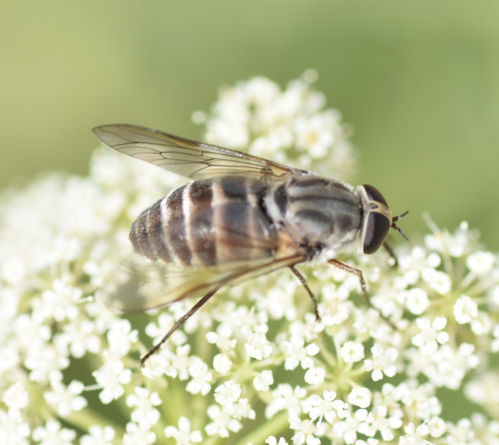Shaved Horse Fly