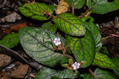 Strobilanthes reptans image