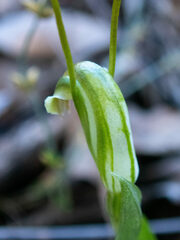 Pterostylis parva
