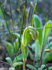 Pterostylis parva