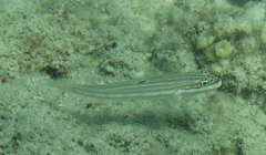 Valenciennea muralis