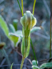 Pterostylis parva