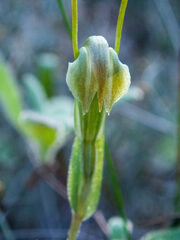 Pterostylis parva