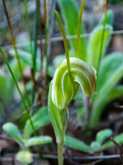Pterostylis parva