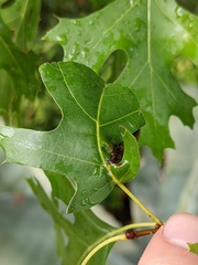 Dryocosmus quercuspalustris