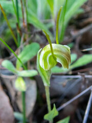 Pterostylis parva