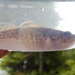 Spoonhead Sculpin - Photo (c) Douglas Tate, some rights reserved (CC BY-NC), uploaded by Douglas Tate
