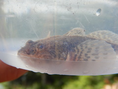 Cottus ricei