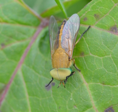 Tabanus fulvulus