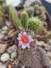 Mammillaria