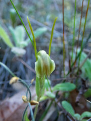 Pterostylis parva