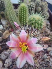 Mammillaria