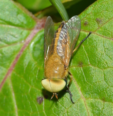 Tabanus fulvulus