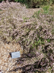 Thryptomene saxicola
