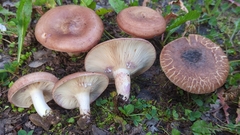 Lactarius montanus