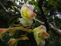 Rodriguezia granadensis