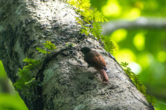 Sittasomus griseicapillus image