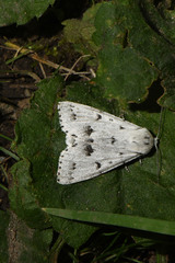 Acronicta vulpina