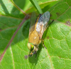 Tabanus fulvulus