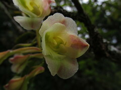 Rodriguezia granadensis