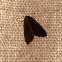 Noctuoidea