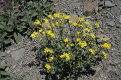 Senecio leucanthemifolius caucasicus