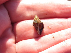 Ocenebrinae
