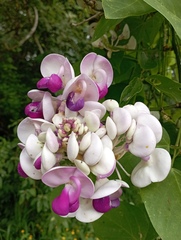 Ramirezella penduliflora